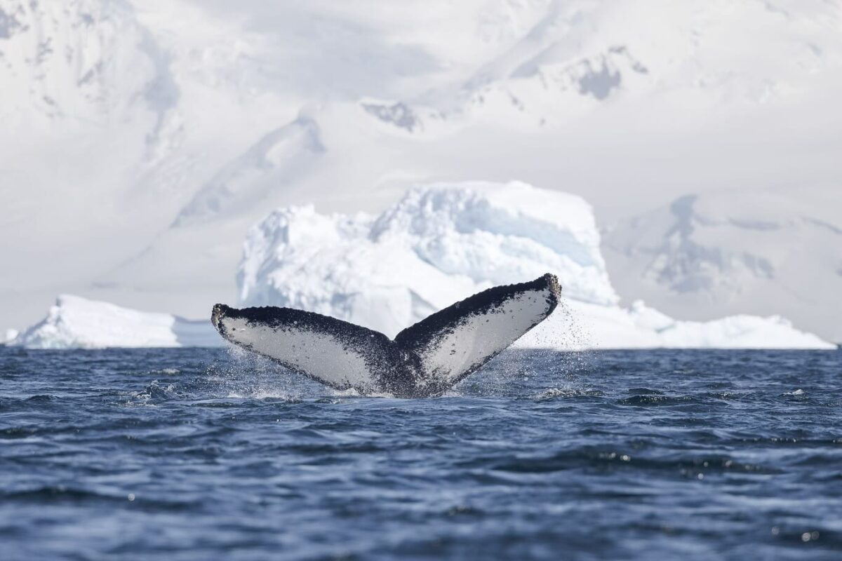 Cá voi lưng gù đang săn mồi ở vùng biển Nam Cực