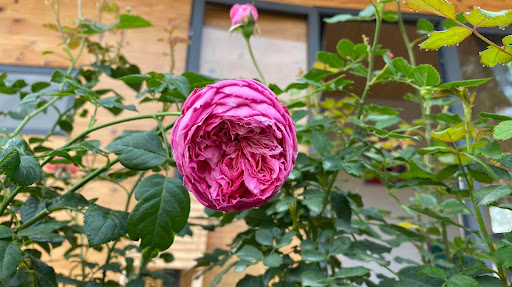 Tiệm Uốn Tóc - Gội Đầu Phượng, xã Bình Chánh - tiệm hớt tóc Bình Chánh