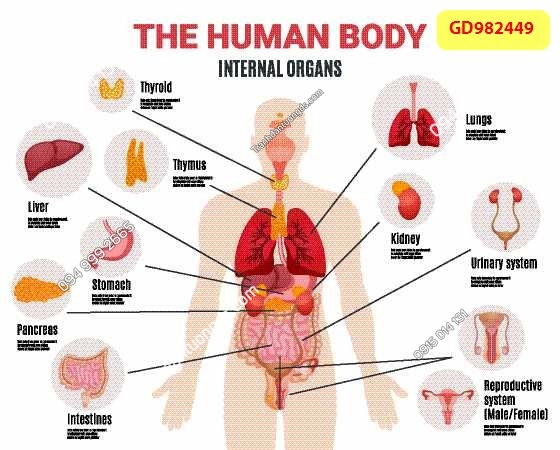 Không gian spa được trang trí bằng tranh dán tường 3D với hình ảnh hoa sen, sỏi đá và hiệu ứng làn nước tĩnh lặng, mang đến sự thư thái.