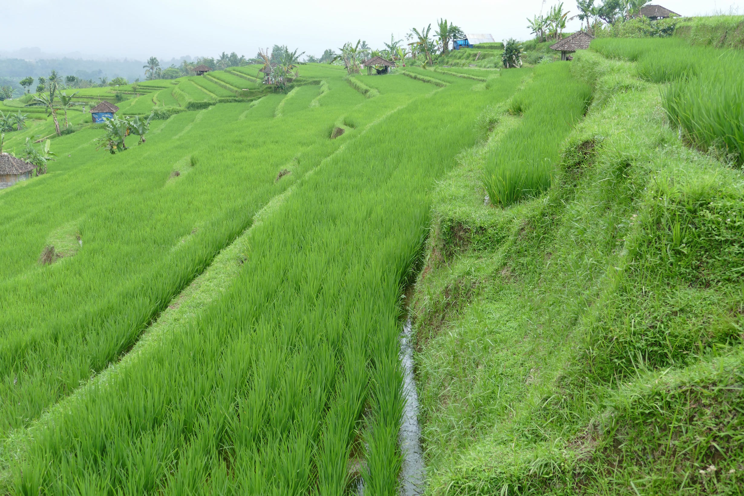 Cánh đồng lúa bạt ngàn tại Bali, nguồn nguyên liệu chính cho Mặt Nạ Ngủ COSRX Ultimate Nourishing Rice Overnight Spa Mask và các sản phẩm chăm sóc da giàu dưỡng chất.