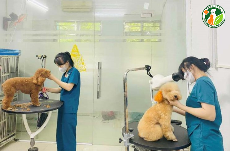 Chăm sóc chuyên nghiệp tại spa cho chó gần đây mang lại bộ lông khỏe mạnh