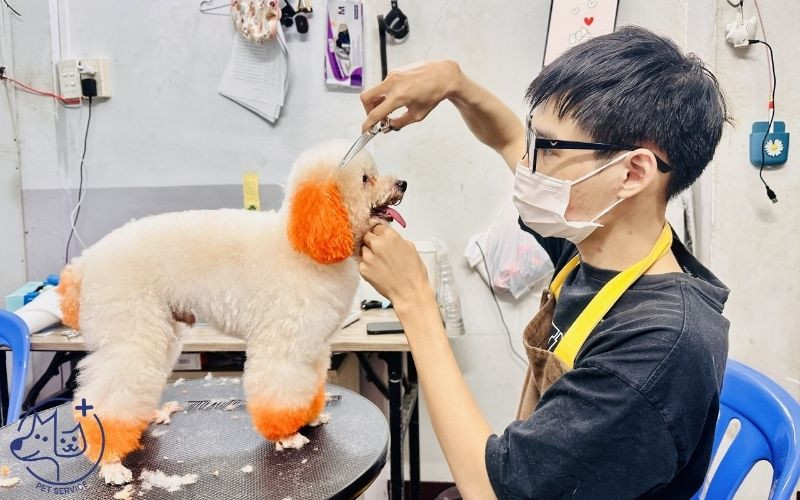 Chó Poodle được cắt tỉa lông tại spa thú cưng quận 9