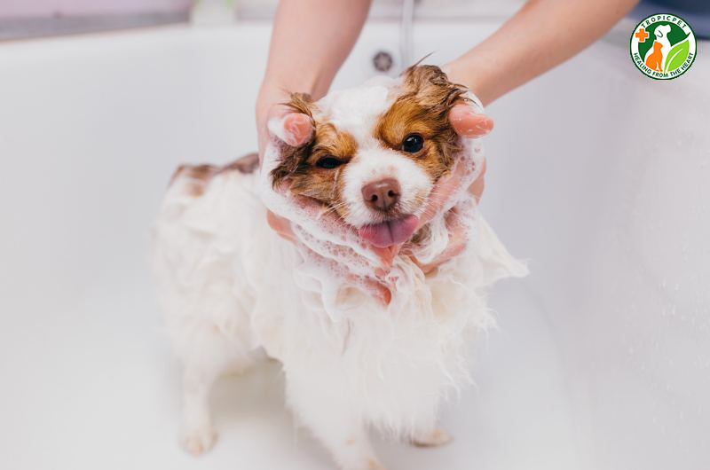 Chó poodle được tắm rửa tại spa chó mèo gần nhất với sản phẩm chuyên dụng cho da nhạy cảm