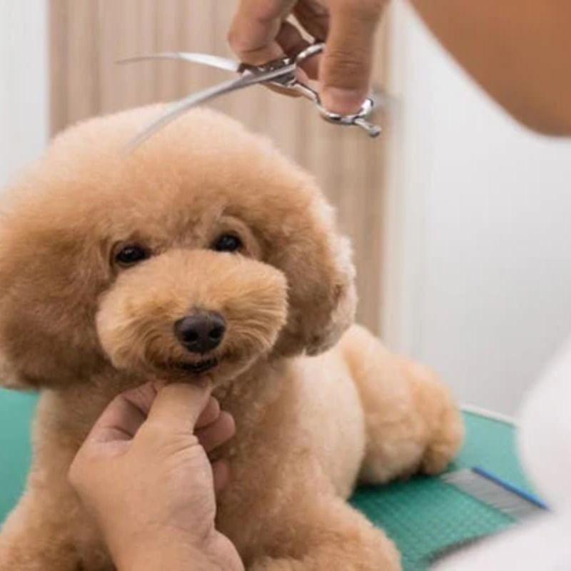 Chú chó poodle trắng đang được cắt tỉa lông cẩn thận tại spa chó mèo chuyên nghiệp