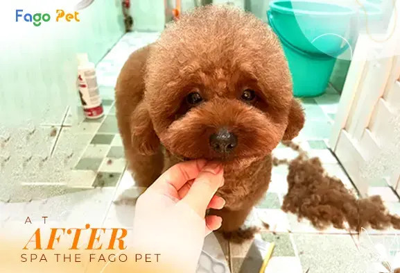 Cơ sở vật chất hiện đại của spa chó mèo giá rẻ FagoPet
