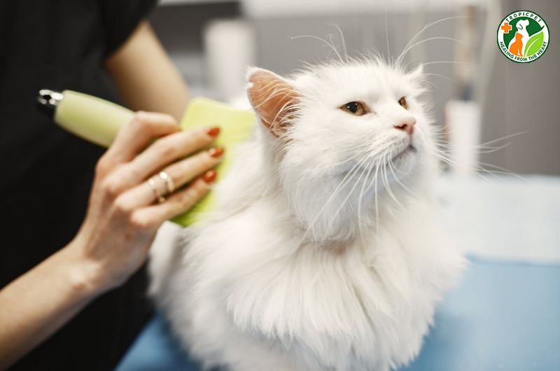 Dịch vụ cạo lông tạo kiểu cho mèo tại spa chuyên nghiệp, đảm bảo an toàn và thẩm mỹ