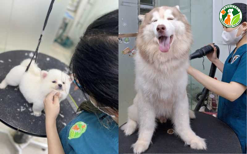 Dịch vụ spa-grooming toàn diện tại các spa cho chó chuyên nghiệp