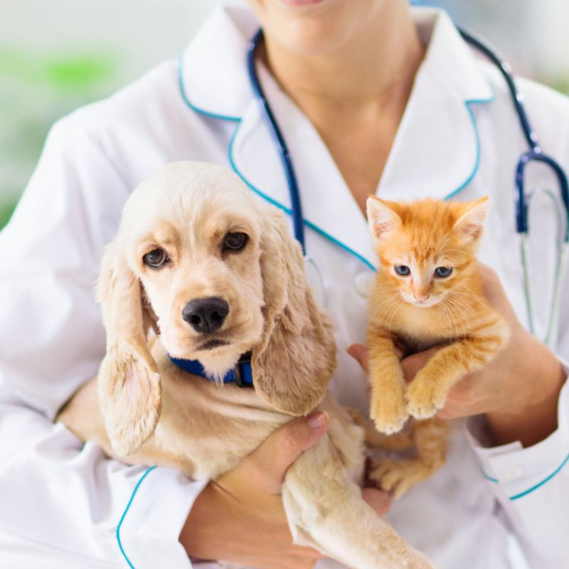 Dịch vụ tắm gội, chăm sóc lông và móng cho chó mèo tại spa uy tín