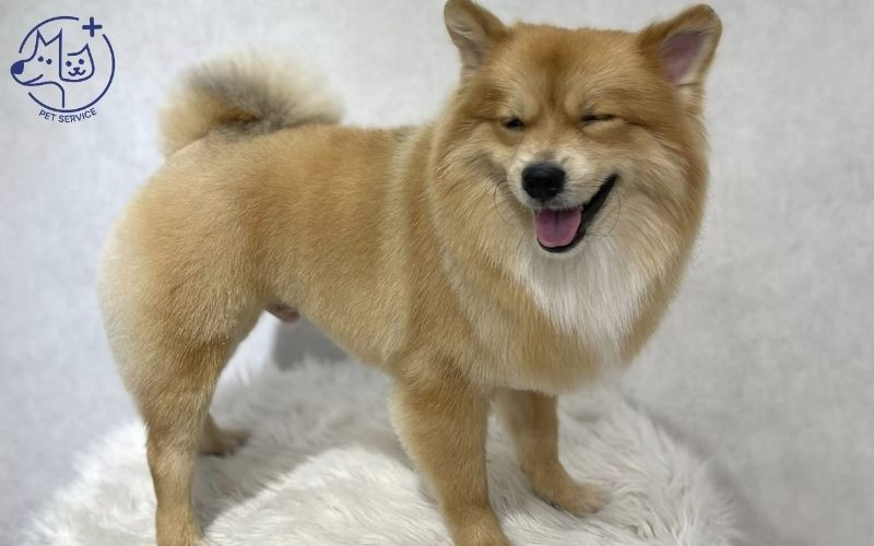 Groomer chuyên nghiệp chăm sóc thú cưng tại nhà thuộc dịch vụ spa thú cưng quận 9