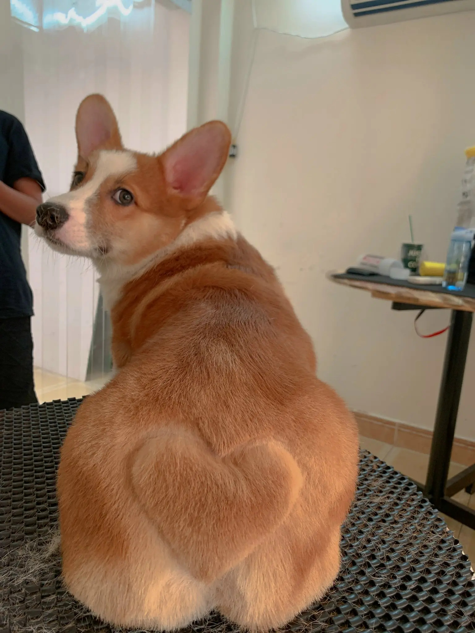 Hình ảnh bên ngoài Punky Spa, một trong những địa chỉ spa chó mèo Đà Nẵng hàng đầu, với không gian sạch sẽ và chuyên nghiệp.