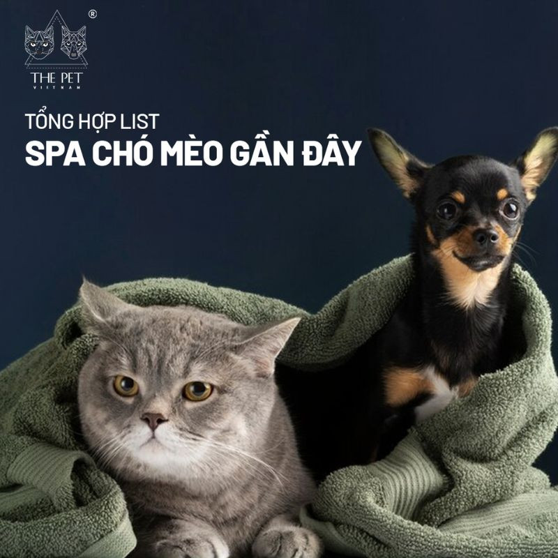 Hình ảnh tổng quan một không gian spa chó mèo hiện đại, sạch sẽ