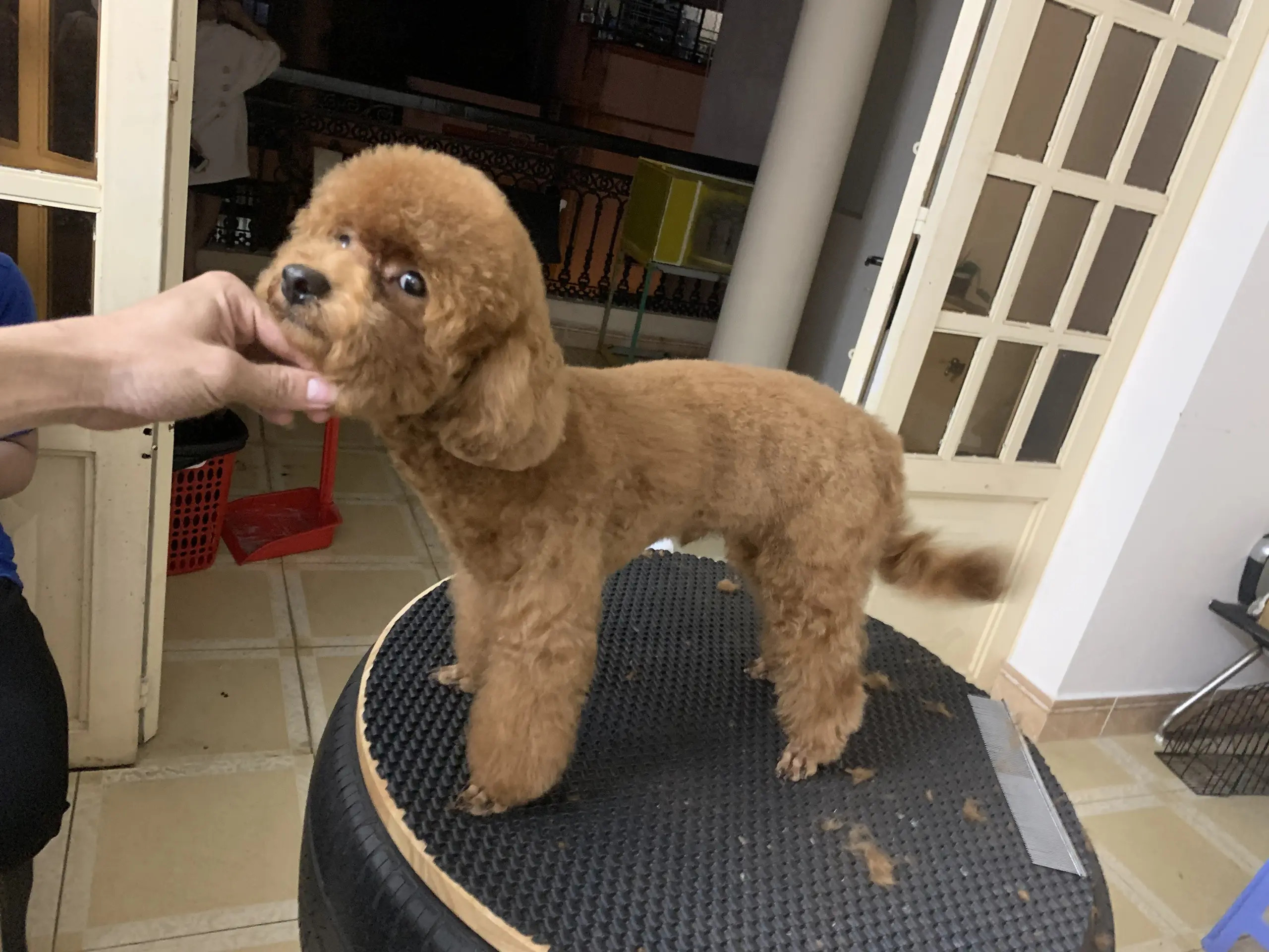 Khách hàng lựa chọn phụ kiện cho thú cưng tại Happy Petshop, kết hợp dịch vụ spa chó mèo Đà Nẵng và cửa hàng thú cưng.