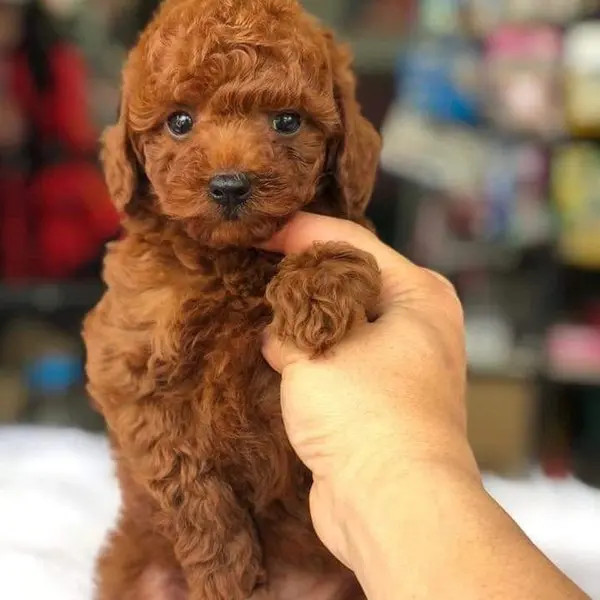 Không gian rộng rãi tại K Petmart, địa điểm spa chó mèo Đà Nẵng cung cấp dịch vụ chăm sóc và khách sạn cho thú cưng.