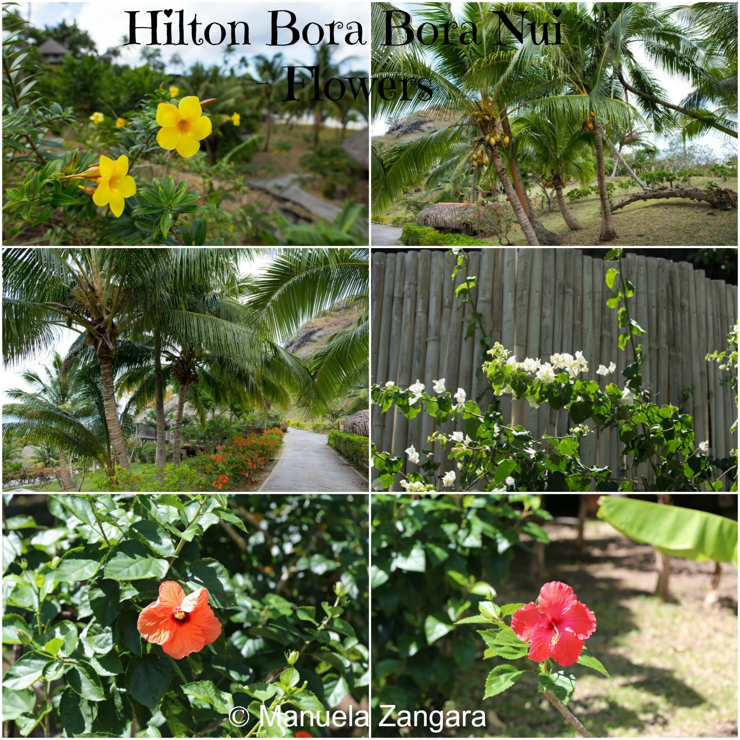 Khuôn viên xanh mát và yên bình của Hilton Bora Bora Nui Resort &amp; Spa, mang lại cảm giác thư thái