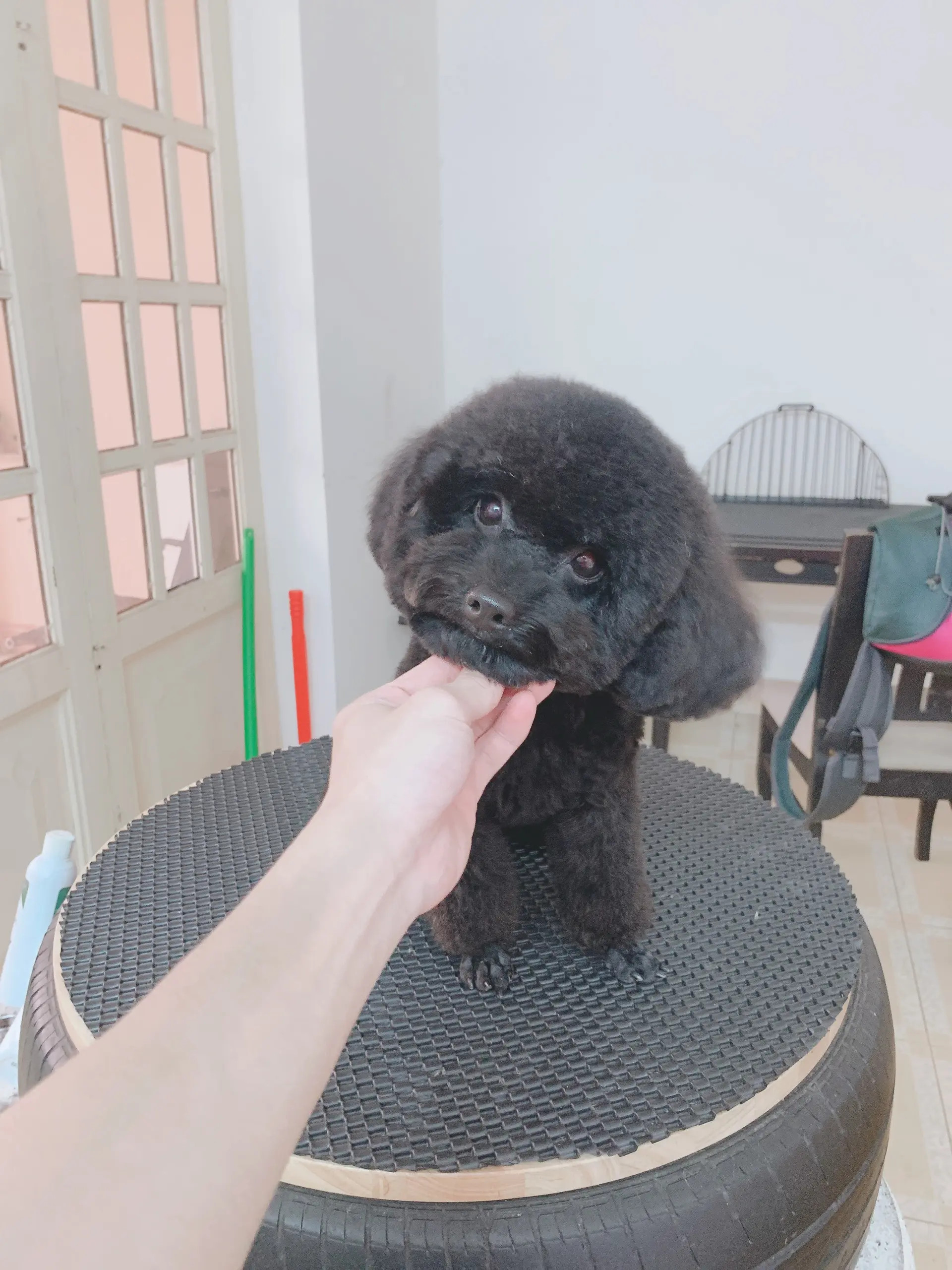 Một chú mèo được thư giãn tại Phú Spa, nơi cung cấp dịch vụ spa chó mèo Đà Nẵng chất lượng cao với đội ngũ tận tâm.