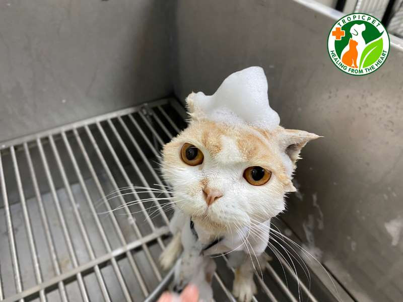 Nhân viên chuyên nghiệp chăm sóc chó tại spa thú cưng giúp tiết kiệm thời gian cho chủ nuôi