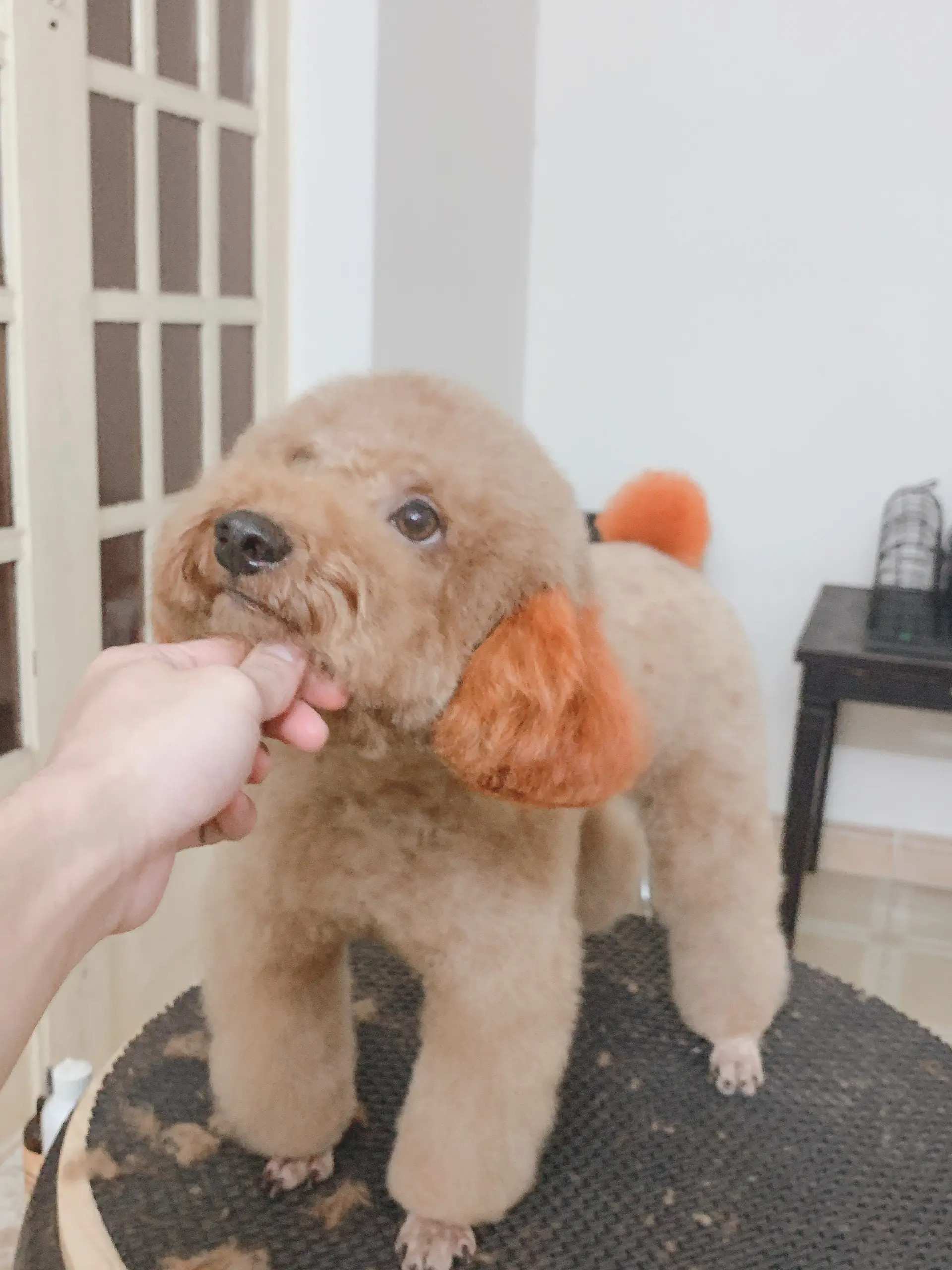 Nhân viên Nobipet đang tỉ mỉ cắt tỉa lông cho một chú chó, minh họa dịch vụ spa chó mèo Đà Nẵng chuyên nghiệp.