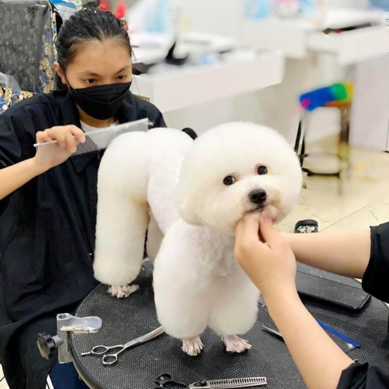 Nhân viên spa chó mèo tận tình chăm sóc và vuốt ve thú cưng