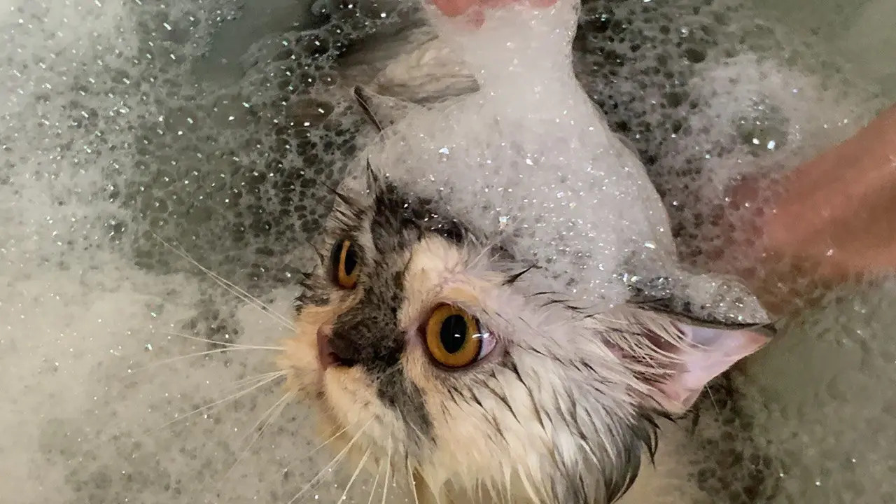 Pet Mart Bình Thạnh cung cấp dịch vụ spa chó mèo giá rẻ chất lượng