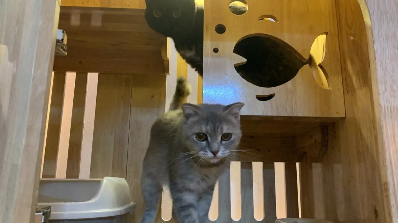 Pet Shop Sài Gòn – lựa chọn spa chó mèo giá rẻ uy tín