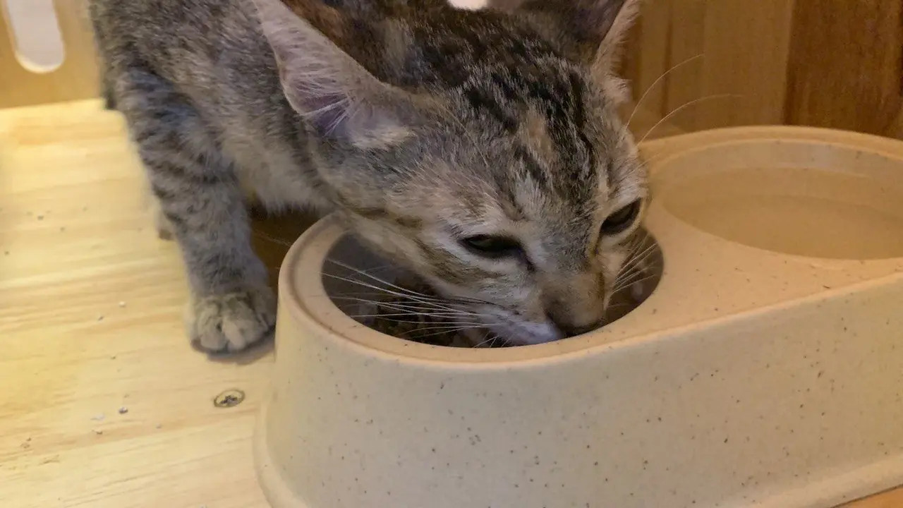 Puppy’s House Bình Thạnh với kinh nghiệm spa chó mèo giá rẻ chuyên nghiệp