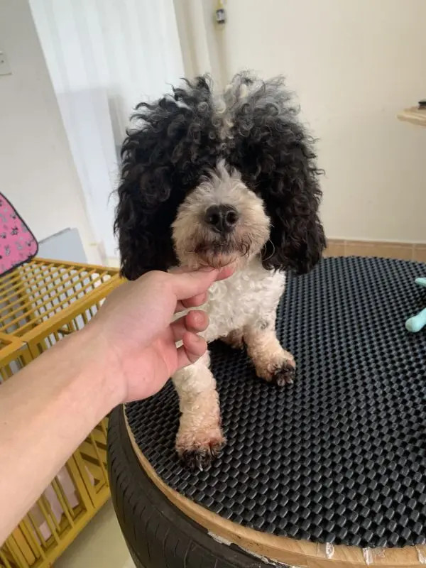 Quy trình cắt tỉa và làm đẹp cho cún cưng tại Cơ sở làm đẹp cún yêu Đà Nẵng, chuyên về spa chó.