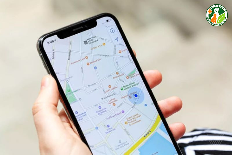 Sử dụng Google Maps và đánh giá trực tuyến để tìm spa cho chó gần đây