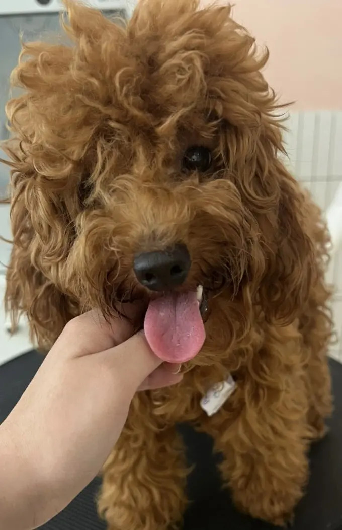 Thú cưng đang được chăm sóc tại Pet Mart Đà Nẵng, siêu thị và spa chó mèo nổi tiếng với đa dạng dịch vụ.