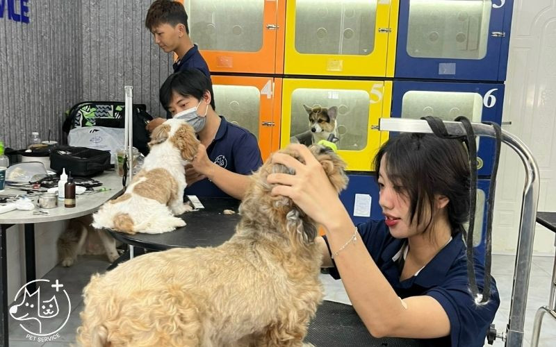 Thú cưng đang được khám sức khỏe tại phòng khám thú y kết hợp spa thú cưng quận 9