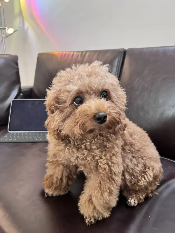 Thú cưng đang trải nghiệm dịch vụ grooming hiện đại tại PetCity, một spa chó mèo Đà Nẵng với trang thiết bị tiên tiến.