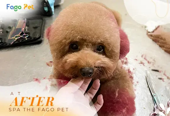 Thú cưng thư giãn trong bồn tắm sục Ozon tại spa chó mèo giá rẻ