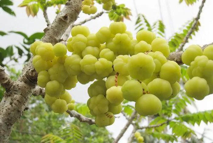 Hình ảnh những quả chùm ruột (Amla) tươi xanh được dùng để làm đẹp tóc