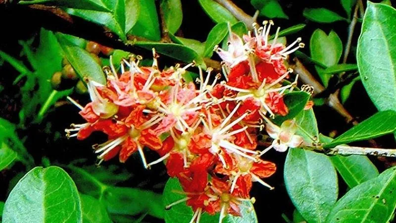 Nhuộm tóc xanh đen với cây lá móng