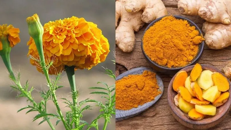 Nhuộm tóc vàng với cúc vạn thọ, nghệ