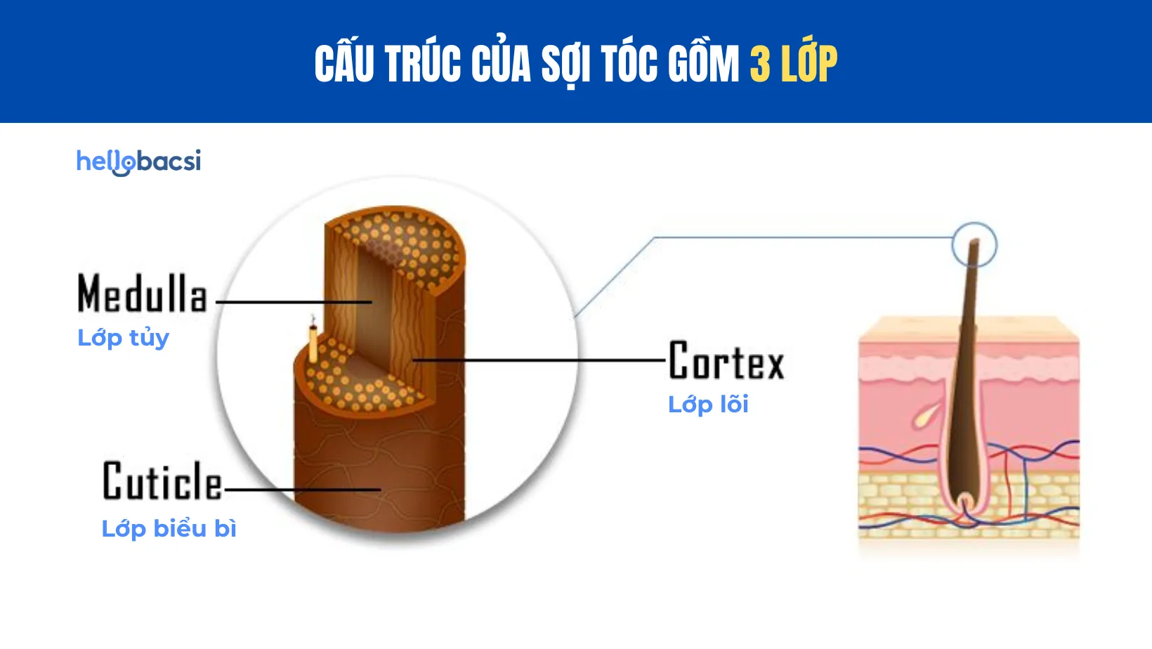 Sơ đồ cấu tạo ba lớp của sợi tóc: Biểu bì, lõi, và tủy