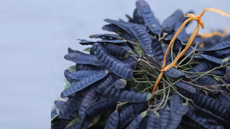 Bồ kết chứa hàm lượng Saponin cao giúp làm sạch và ngăn ngừa rụng tóc