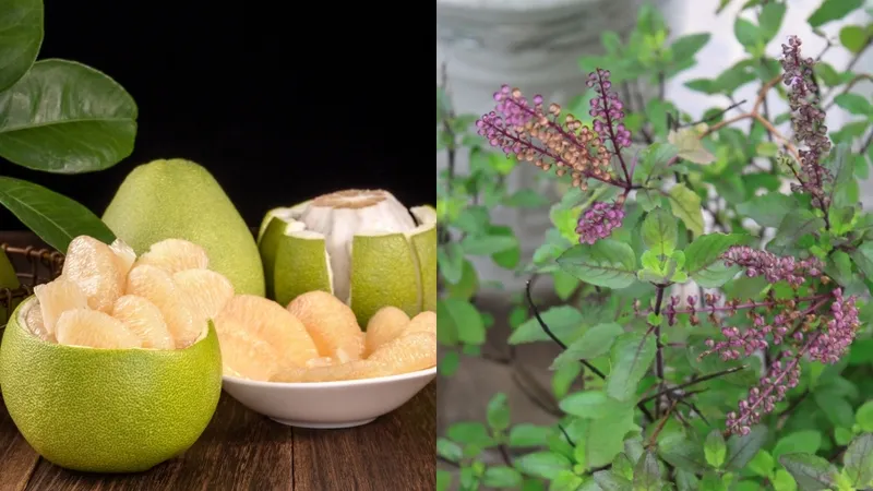 Nước gội đầu từ vỏ bưởi và hương nhu mang lại hương thơm thư giãn và hiệu quả ngăn rụng tóc