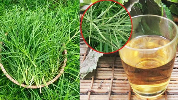 Gội đầu bằng cỏ mần trầu giúp cải thiện tình trạng rụng tóc, giúp tóc bóng đẹp hơn