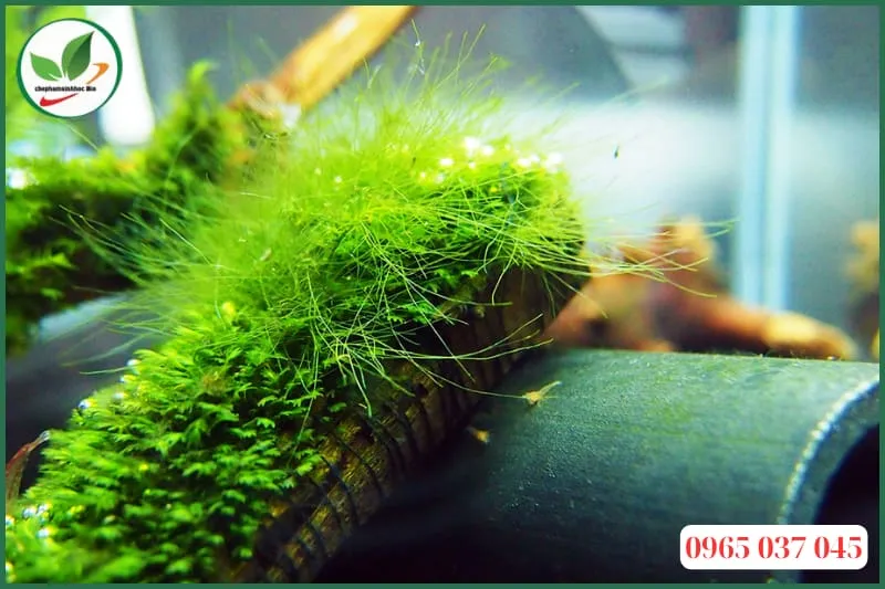 Bể cá cảnh bị nhiễm rêu tóc do dư thừa ánh sáng và dinh dưỡng