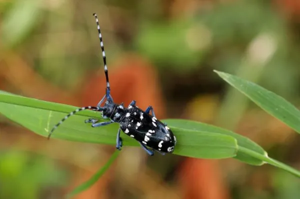 Đặc điểm của bọ xén tóc