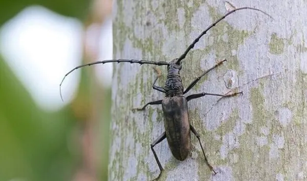 Con xén tóc thích ăn gì?