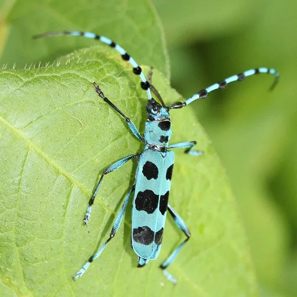 Đây là loài côn trùng gây hại cho cây cối, mùa màng