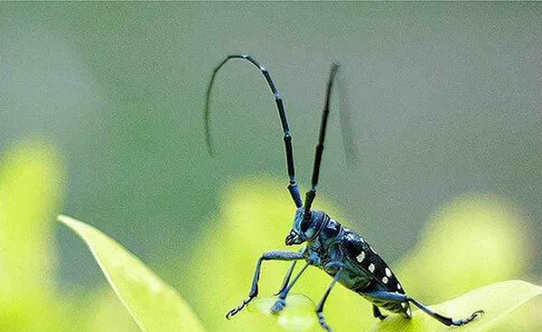 Có nhiều cách bắt xén tóc mà bạn có thể tham khảo