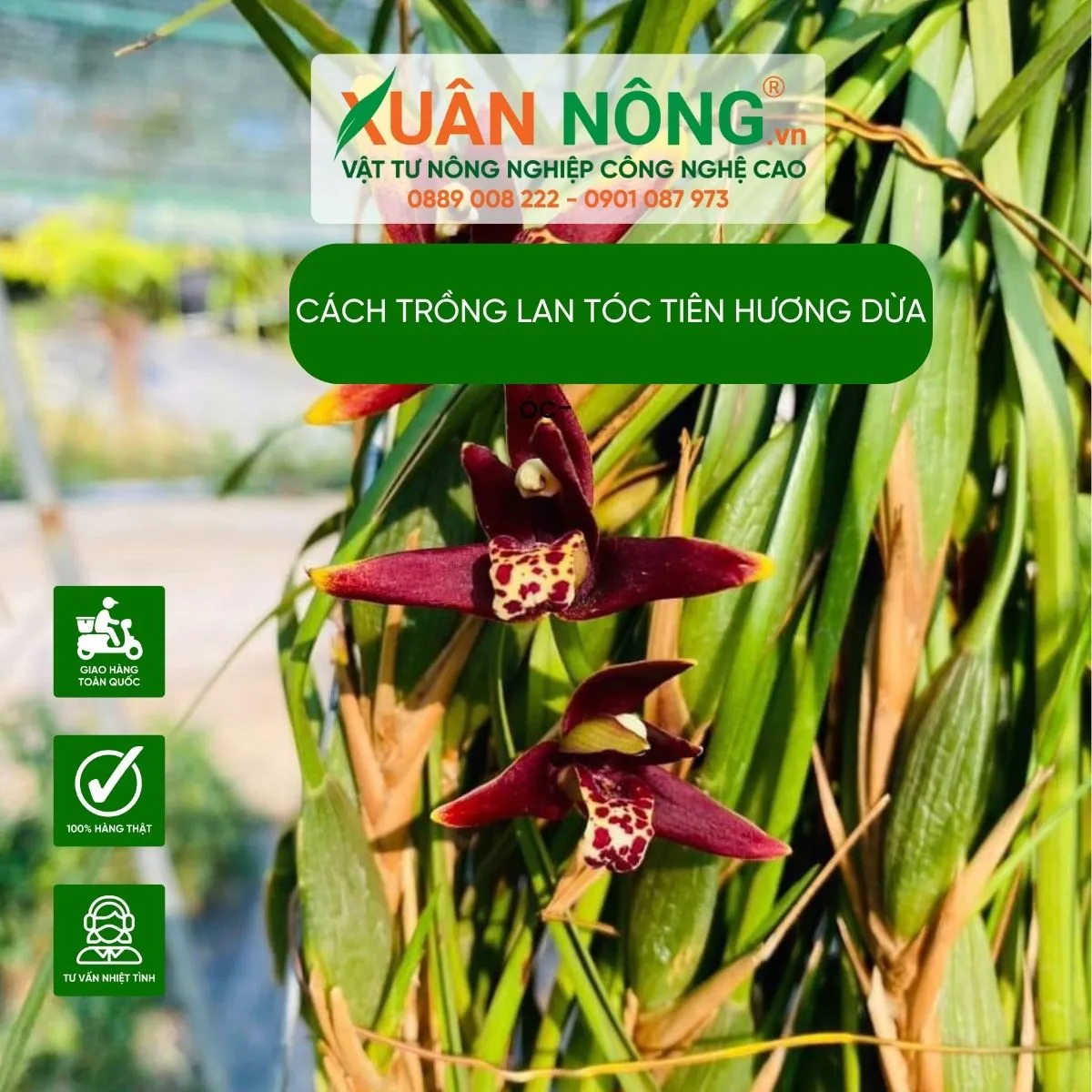 Các loại Lan Tóc Tiên Hương Dừa phổ biến để trồng