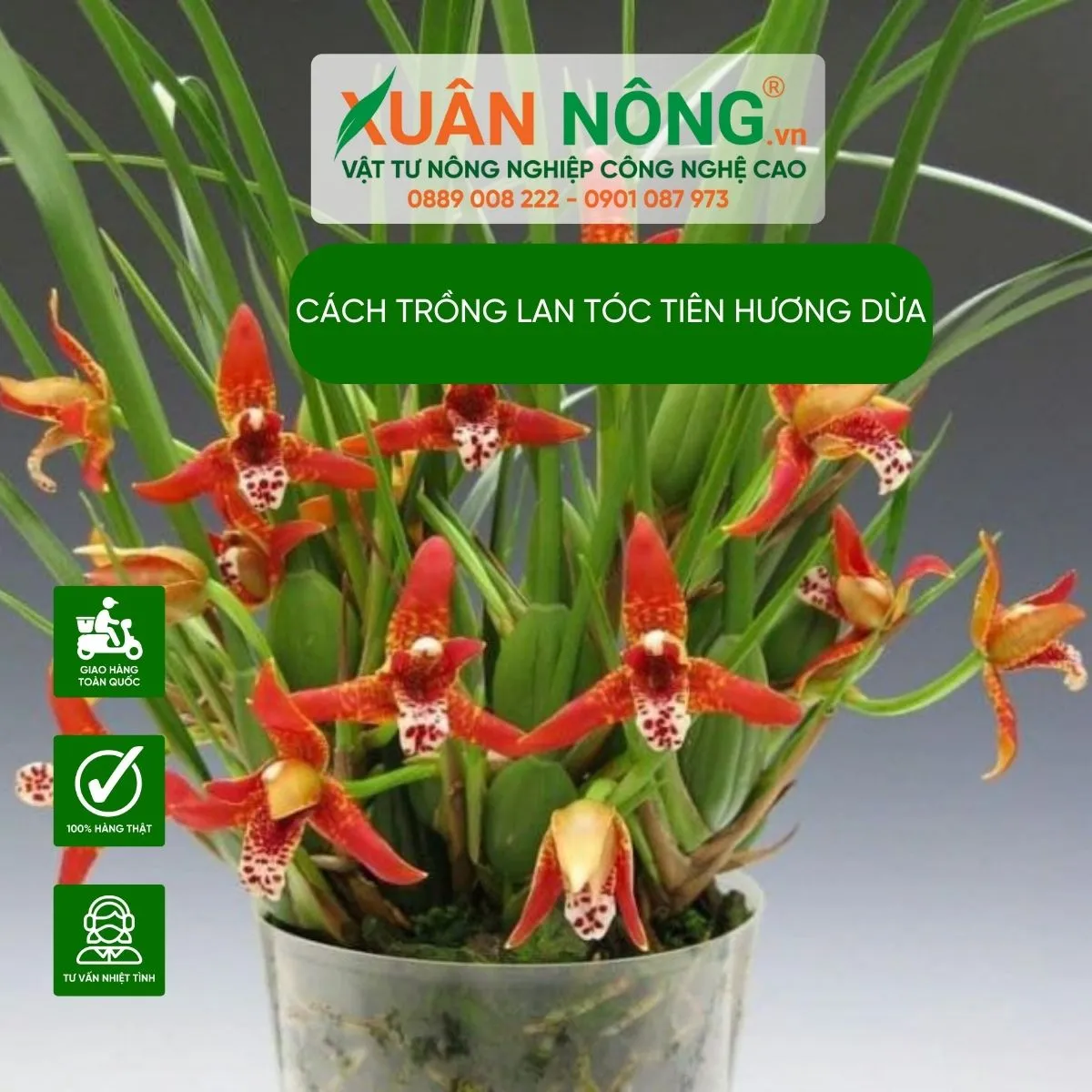 Sưu tập và nhân giống các loại Lan Tóc Tiên Hương Dừa