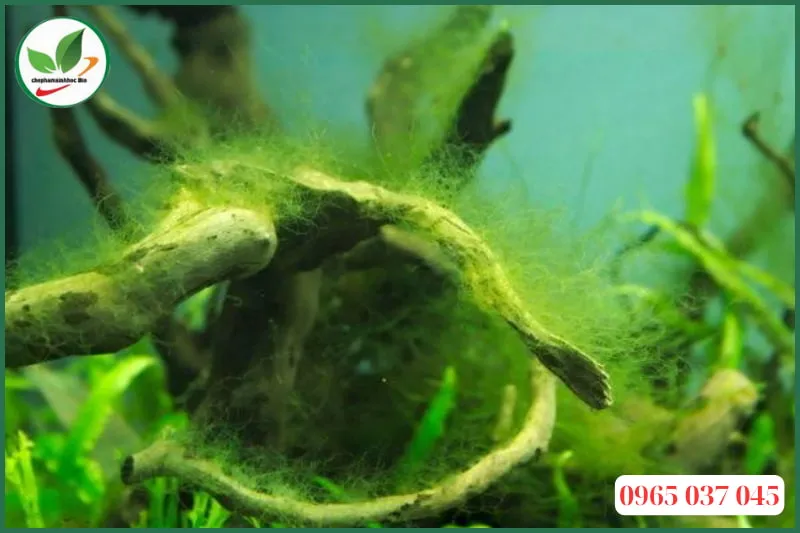 Các biện pháp thủ công và hóa học là cách diệt rêu tóc hiệu quả cho hồ cá
