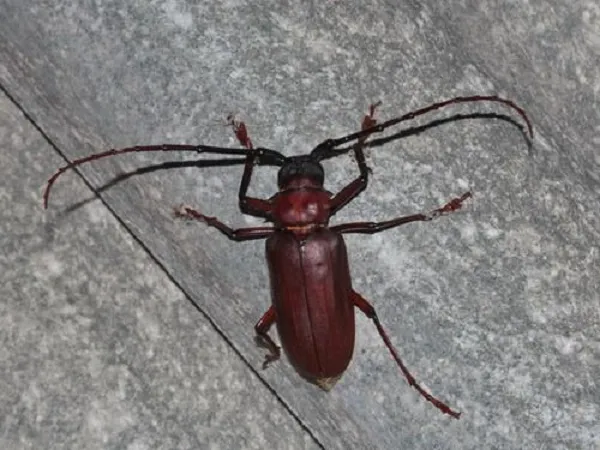 Có nhiều loại xén tóc gây hại đển khả năng sinh trưởng của cây