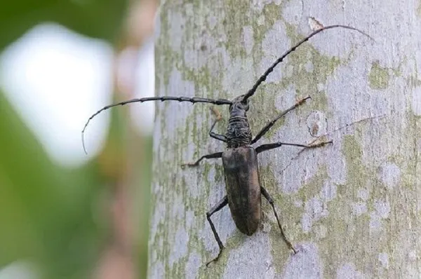 Cây bị xén tóc gây hại nặng có thể dẫn đến khô cành và chết