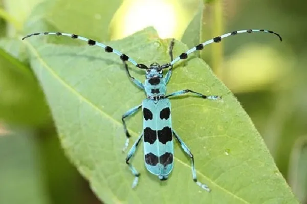 Bạn cần tuân thủ đúng kỹ thuật tiêu diệt xén tóc để đạt hiệu quả cao nhất