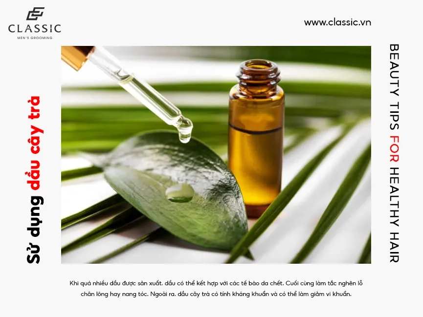 Sử dụng tinh dầu tràm trà điều tiết bã nhờn, là giải pháp tự nhiên cho tóc dầu